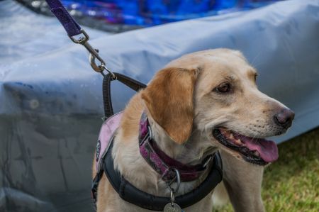 dog registered and on leash