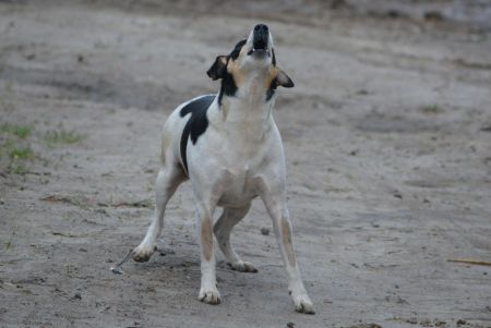 dpg barking