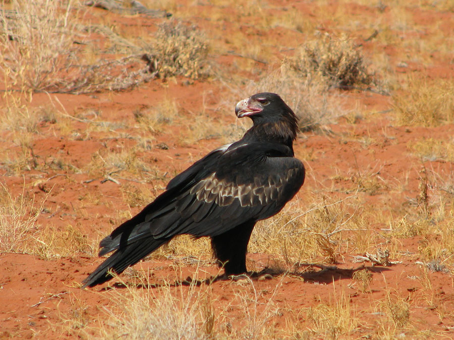 Wildlife Wedge Tailed Eagle by Michelle Hales