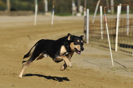 Dog off leash