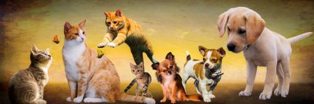 dogs and cats hero banner