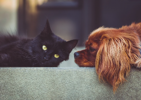 black cat little dog