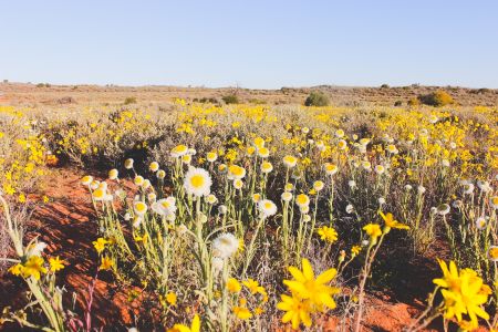 Wildflowers